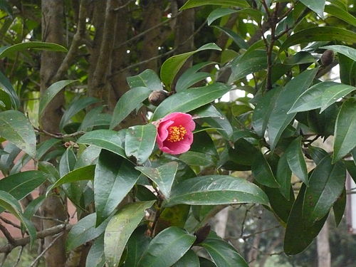 Camellia hongkongensis